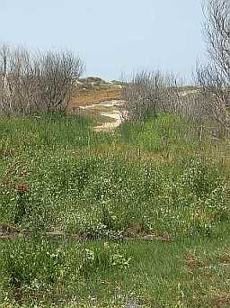 McGrath State Beach sand dunes